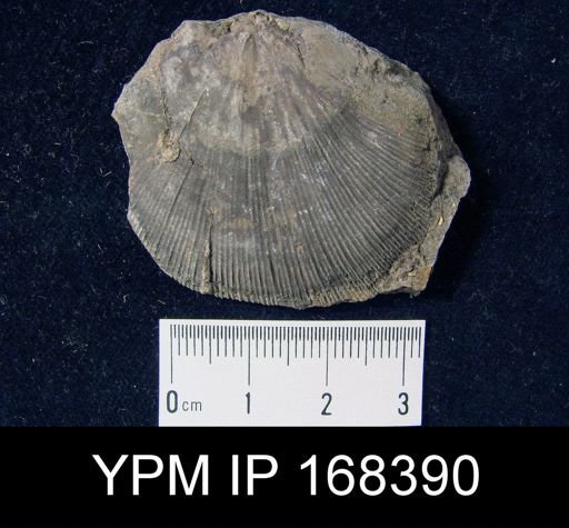 Schuchertella woolworthana