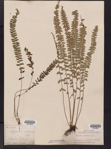 Lindsaea