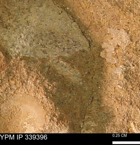 undet. Mollusca