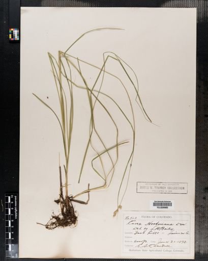 Carex