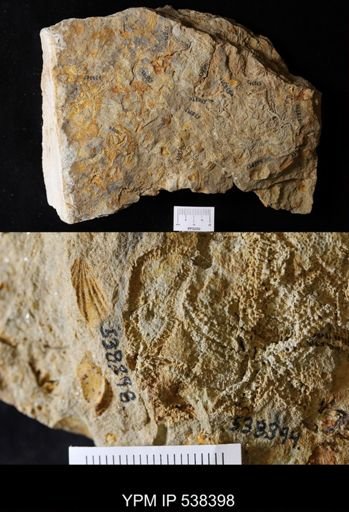 undet. Stelleroidea