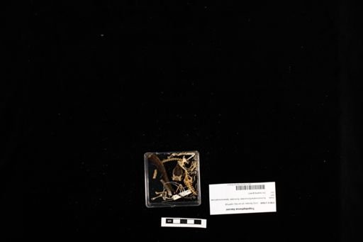 Tropidophorus baconi