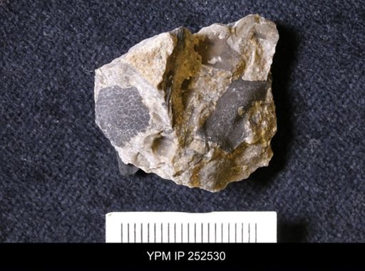 undet. Trilobita