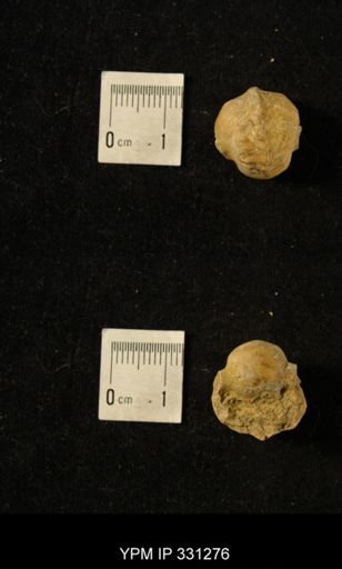 Pharkidonotus tricarinatus