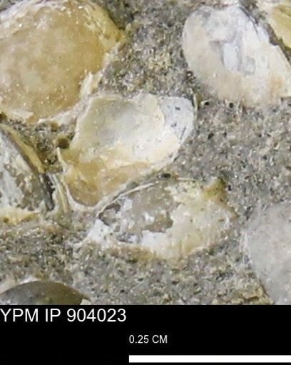 Corbulamella?