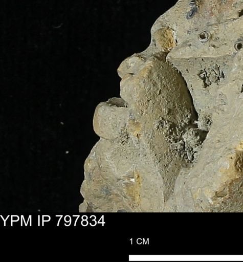 undet. Gastropoda