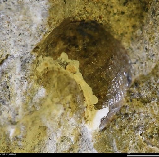 undet. Mollusca