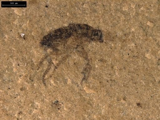 taxon undetermined
