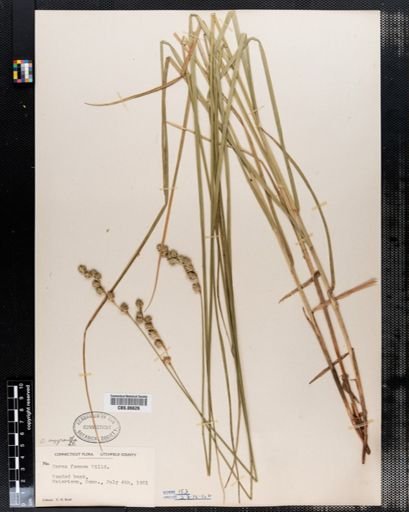 Carex foenea