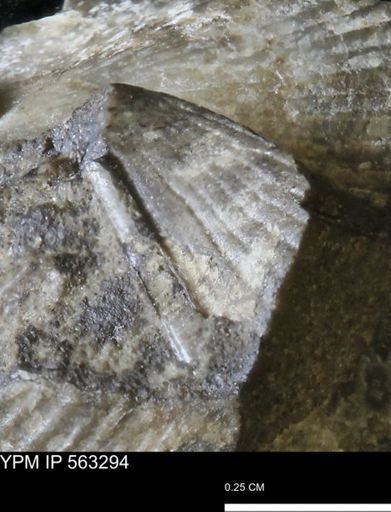 Oxytoma (Hypoxytoma)