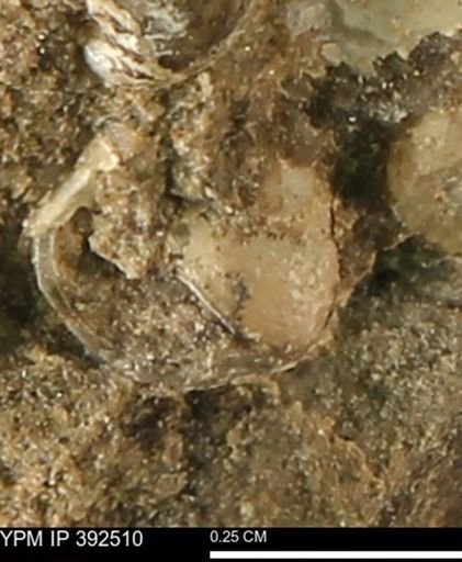 Protocardia subquadrata