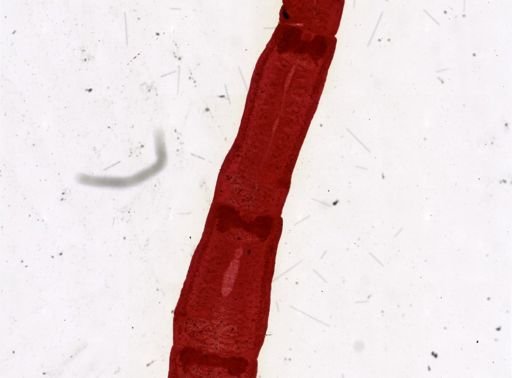 Ophiotaenia saphena