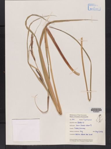 Carex