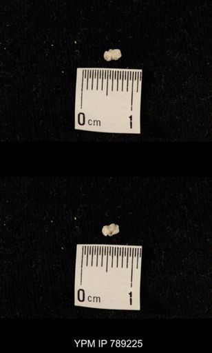 undet. Brachiopoda