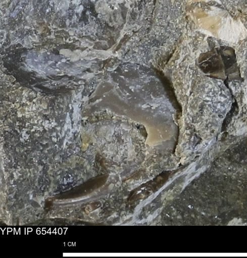 Mollusca