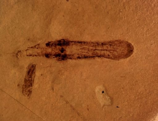 Oecanthinae?