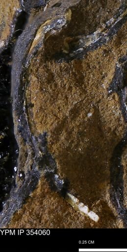 undet. Bivalvia