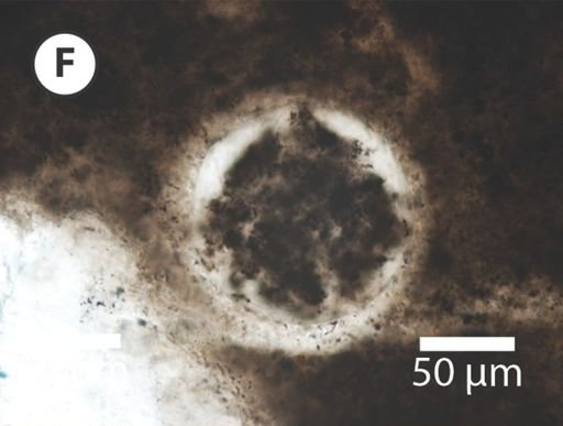 Variomargosphaeridium gracile