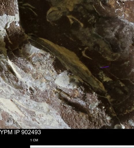 undet. Mollusca