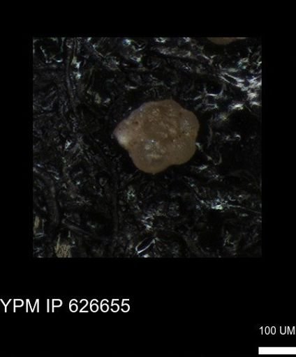 undet. Foraminiferida