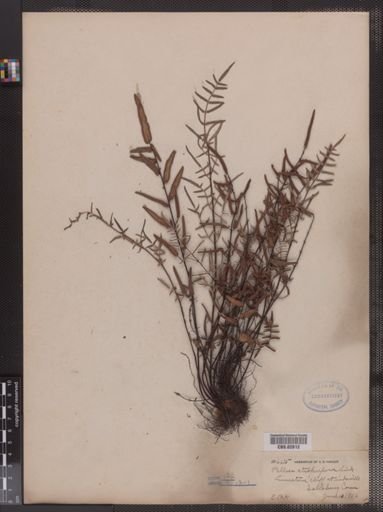 Pellaea atropurpurea