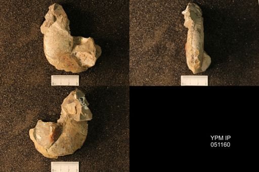 Hoploscaphites nicolletii