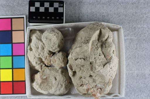 Merycoidodon culbertsoni culbertsoni