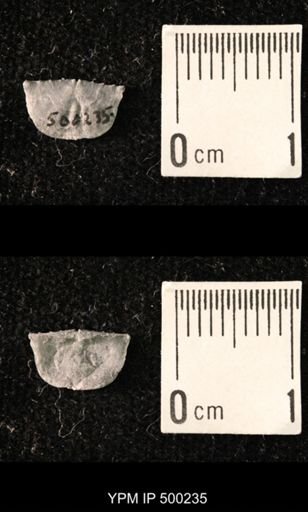 Mesolobus mesolobus decipiens