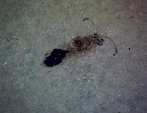 Hymenoptera?