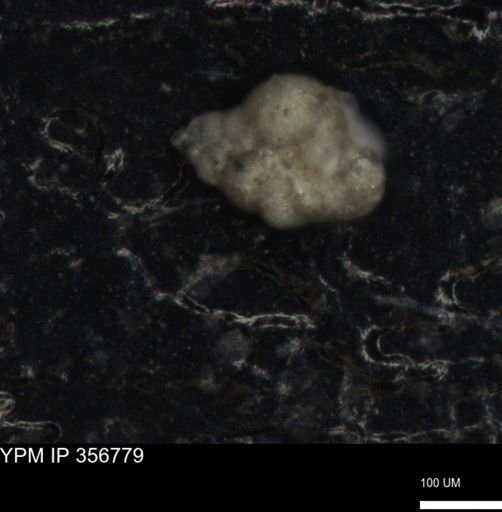 undet. Foraminiferida