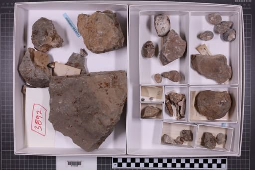 mixed taxa, stratigraphic collection