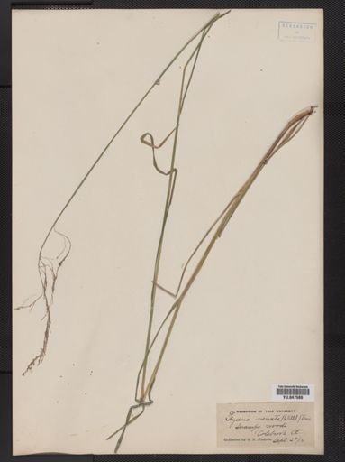 Glyceria striata