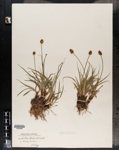 Carex