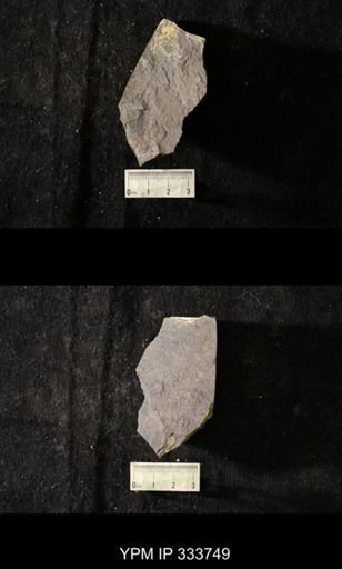 undet. Graptolithina