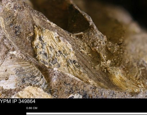 undet. Bivalvia