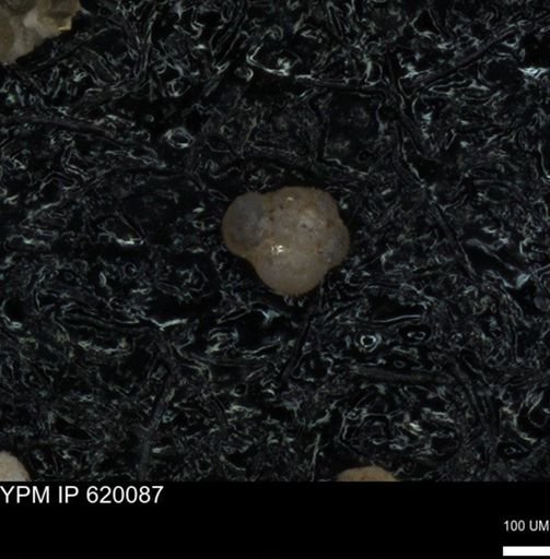 undet. Foraminiferida