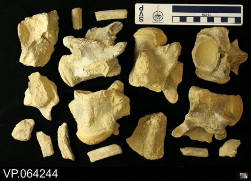 undet. Mosasauridae