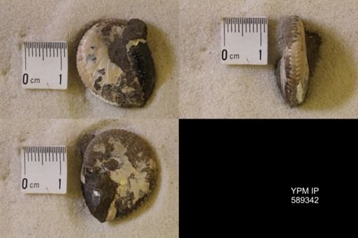 Discoscaphites sp.