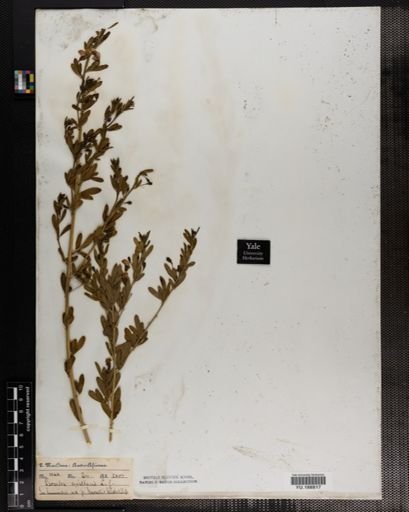 Plantae