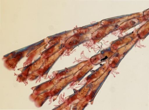 Crisularia turrita