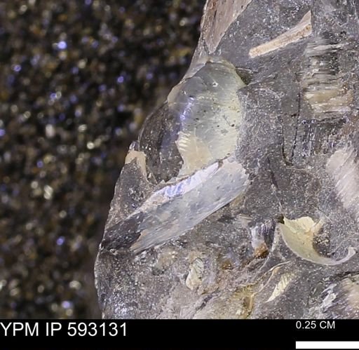 undet. Gastropoda
