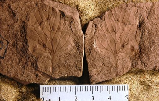 Vitis washingtonensis