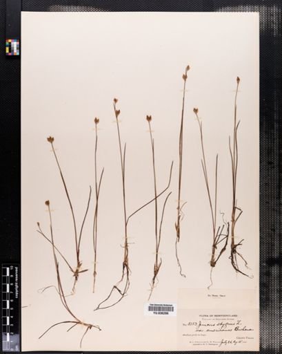 Juncus stygius