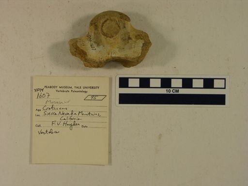 Mosasaurus sp.
