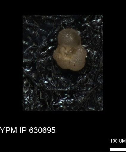 undet. Rugoglobigerinidae