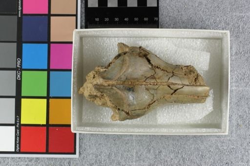 Hyaenodon crucians