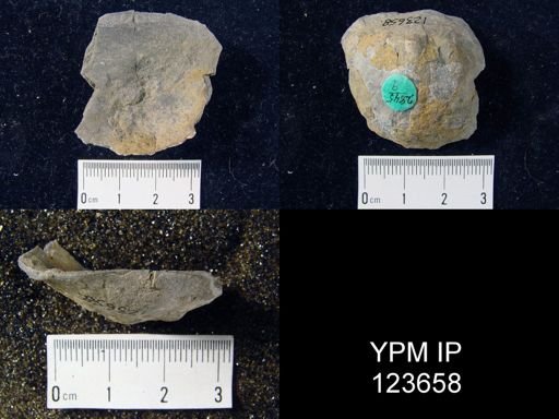 Brachyprion major