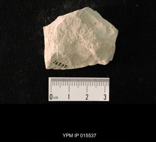Probnis speciosa