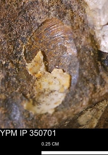 undet. Bivalvia
