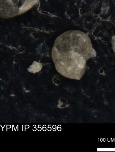 undet. Foraminiferida